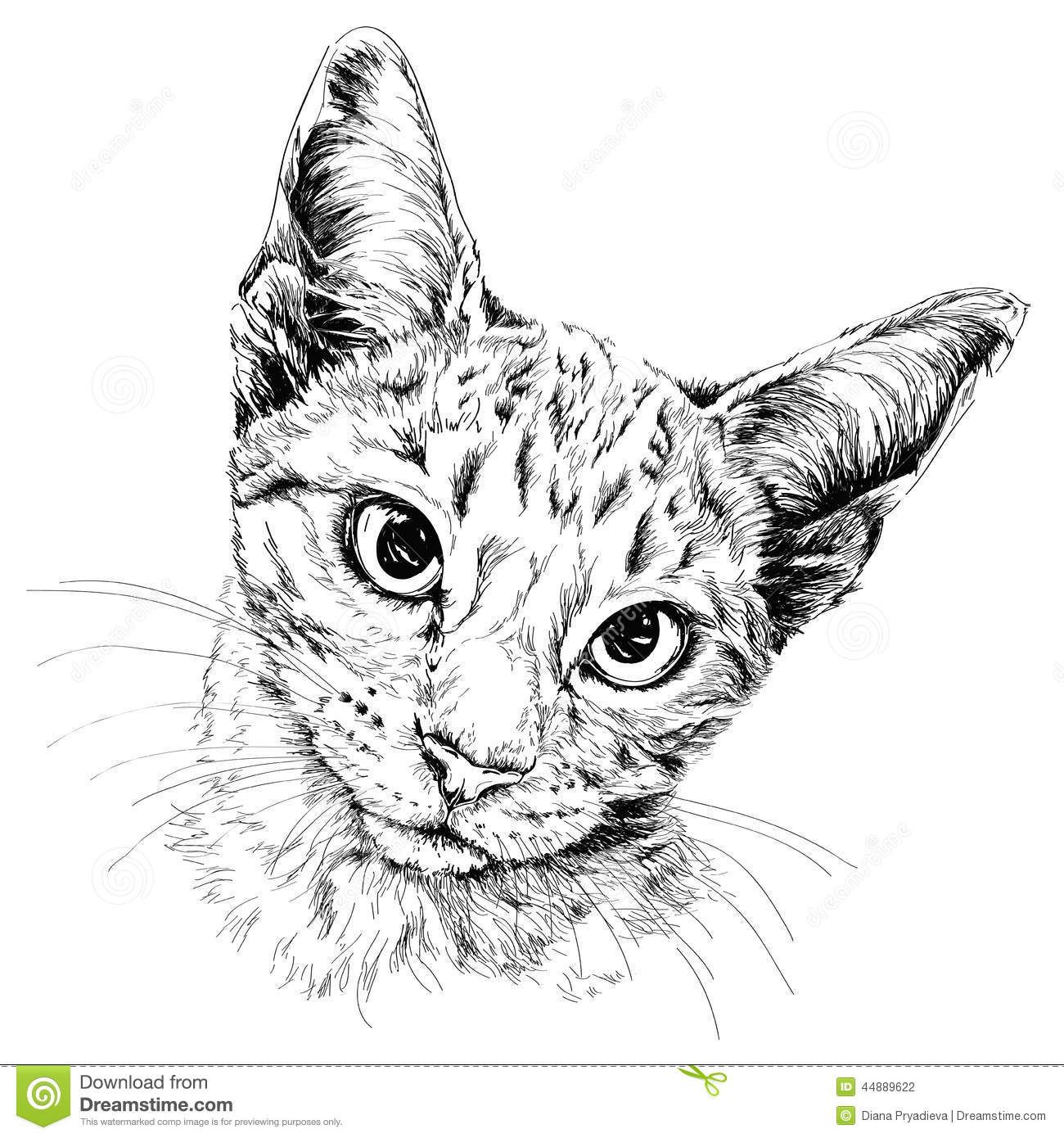 1300x1390 Cat Ink Drawings - Cat Ink Drawing