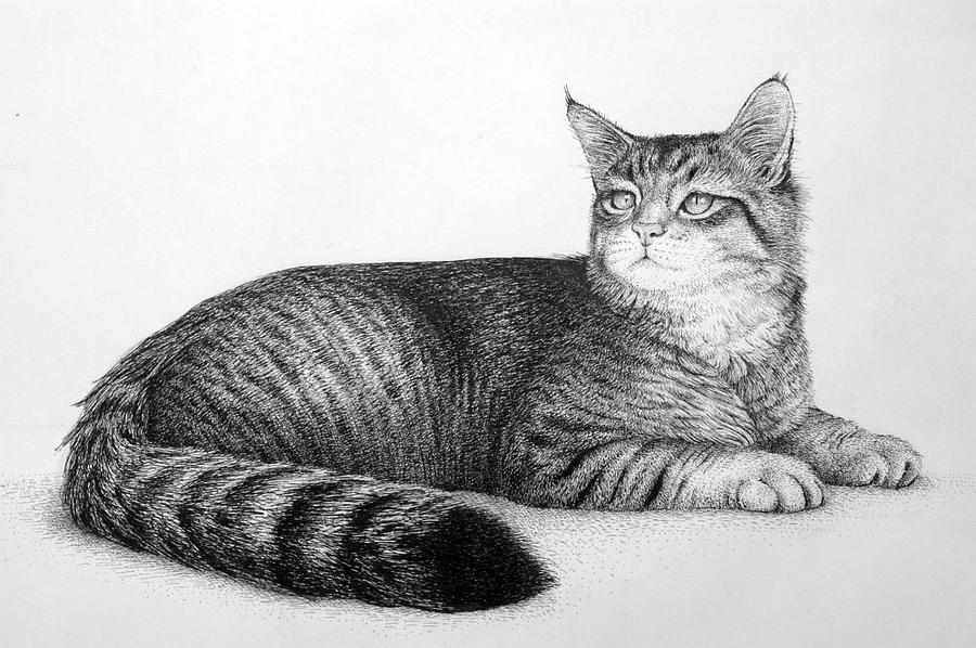 900x598 Cat Drawing - Cat Ink Drawing