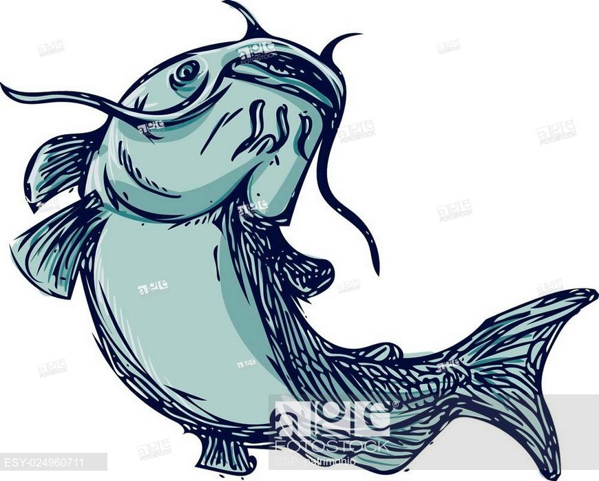 870x699 catfish mud cat jumping up drawing, stock vector, vector and low - Cat Jumping Drawing