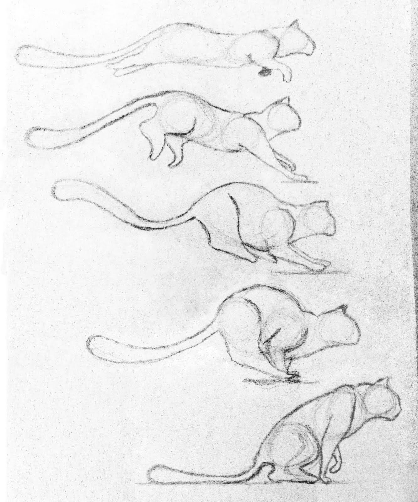 Cat Jumping Drawing at Explore collection of Cat