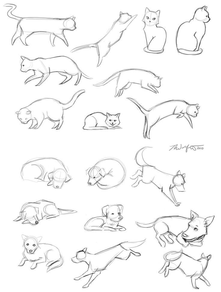 736x975 image result for cat jumping down drawing art inspo cat, dog - Cat Jumping Drawing