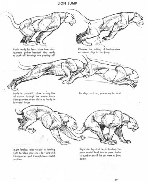 474x585 cat motion jumping anatomy - Cat Jumping Drawing