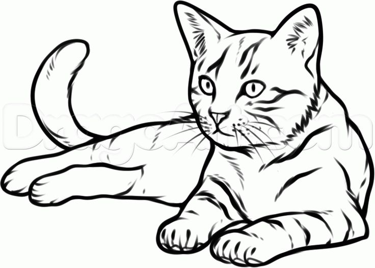 736x527 Real Cat Drawing Clip Art - Cat Line Drawing