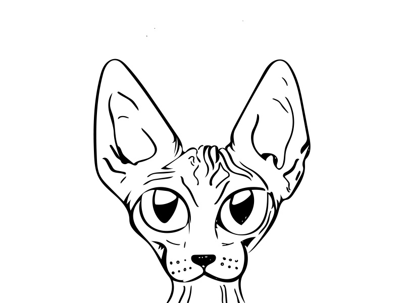 800x600 sphynx cat - Cat Line Drawing