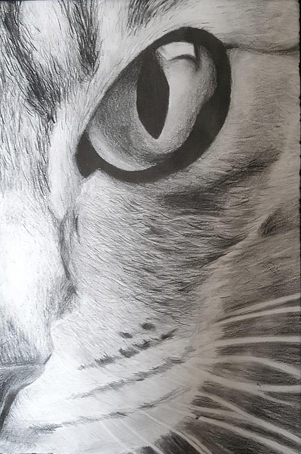 598x900 chat noir drawing - Cat Noir Drawing