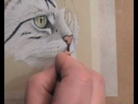 480x360 How To Draw A Grey Cat's Nose - Cat Nose Drawing