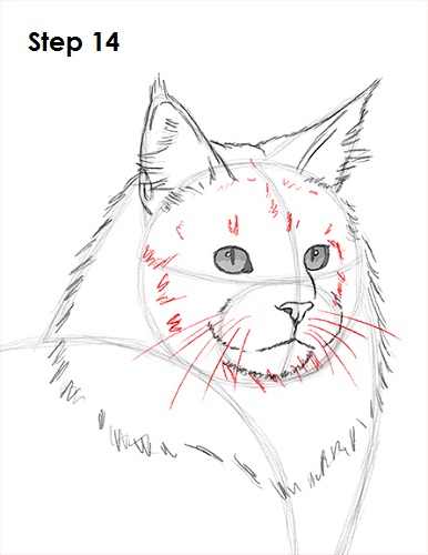 386x500 How To Draw A Maine Coon Cat - Cat Nose Drawing