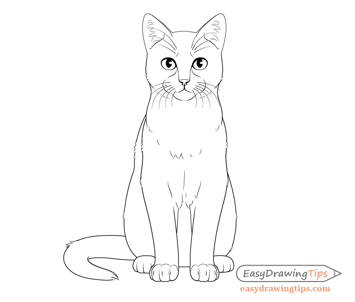 728x620 How To Draw A Sitting Cat Step - Cat Nose Drawing