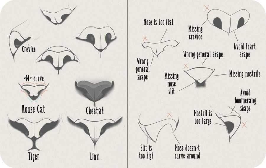 Cat Nose Drawing at Explore collection of Cat Nose