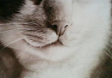 375x262 The Cat's Nose Drawing - Cat Nose Drawing