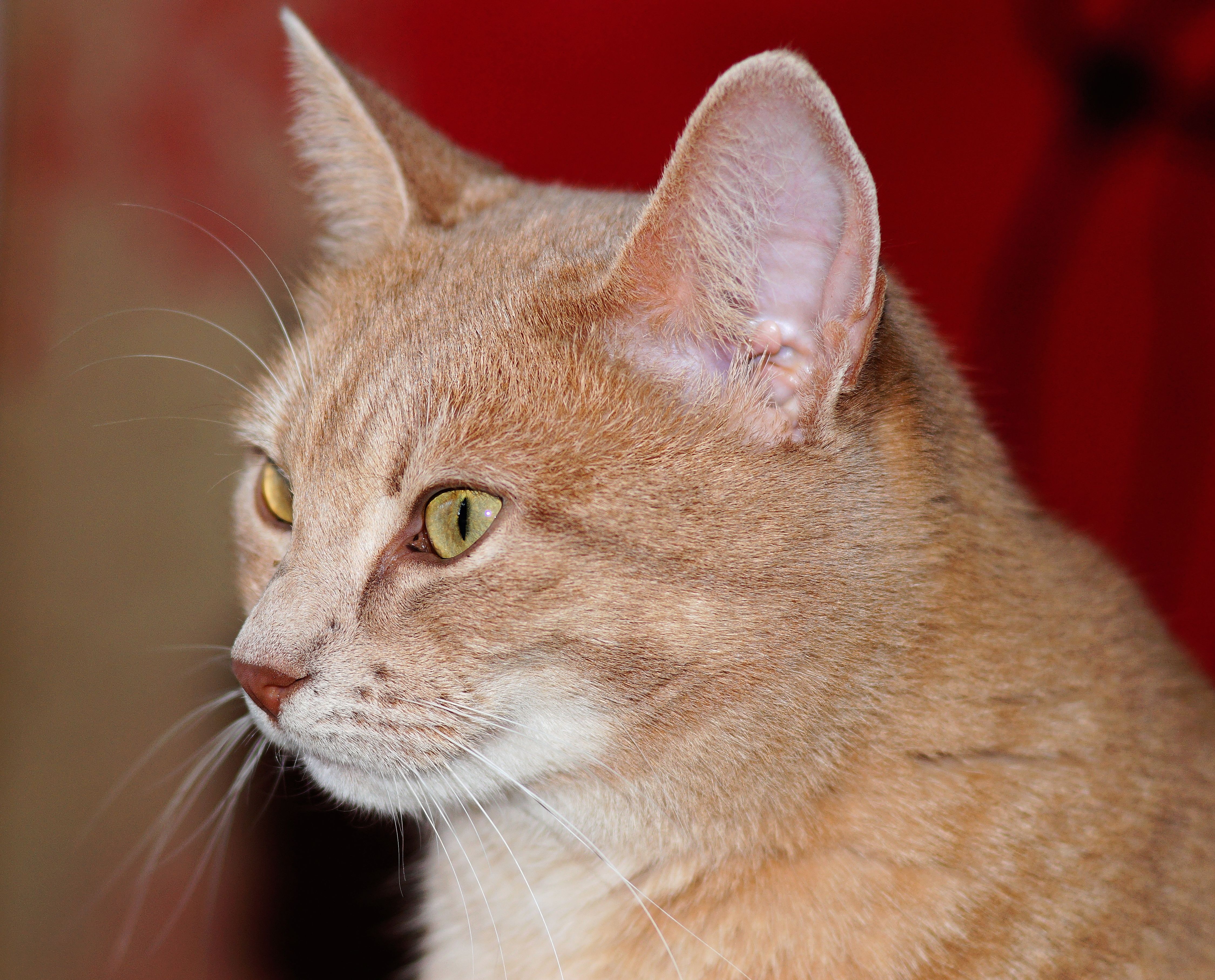 4500x3631 Free Images Sweet, Animal, Cute, Pet, Fur, Portrait, Kitten - Cat Nose Drawing