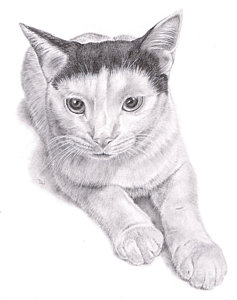 237x300 cat paw drawings fine art america - Cat Paw Drawing