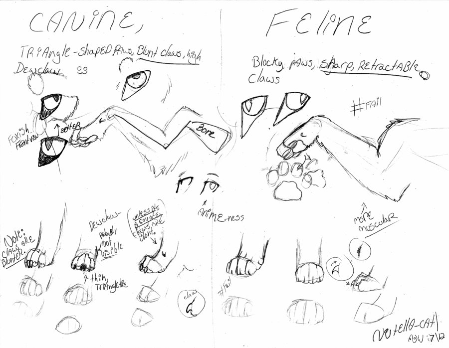 900x698 cat paw drawing tutorial central states coin show xbox - Cat Paw Drawing