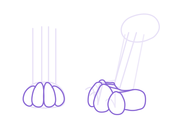 600x437 How To Draw Animals Cats And Their Anatomy - Cat Paw Drawing