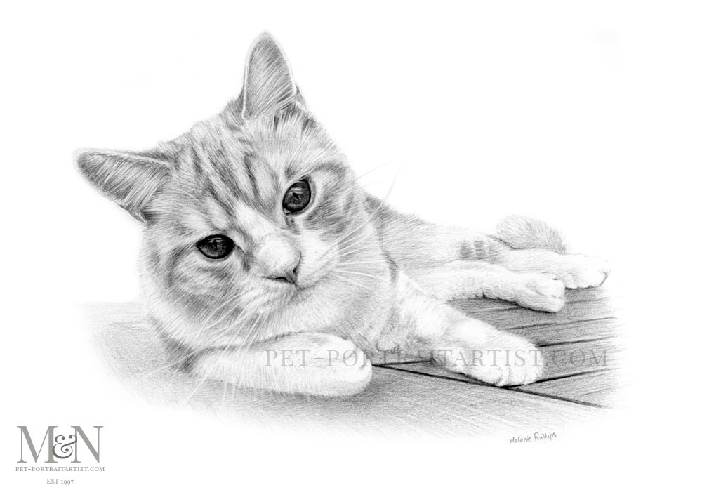1000x708 Cat Pencil Drawing Of Mungo - Cat Pencil Drawing