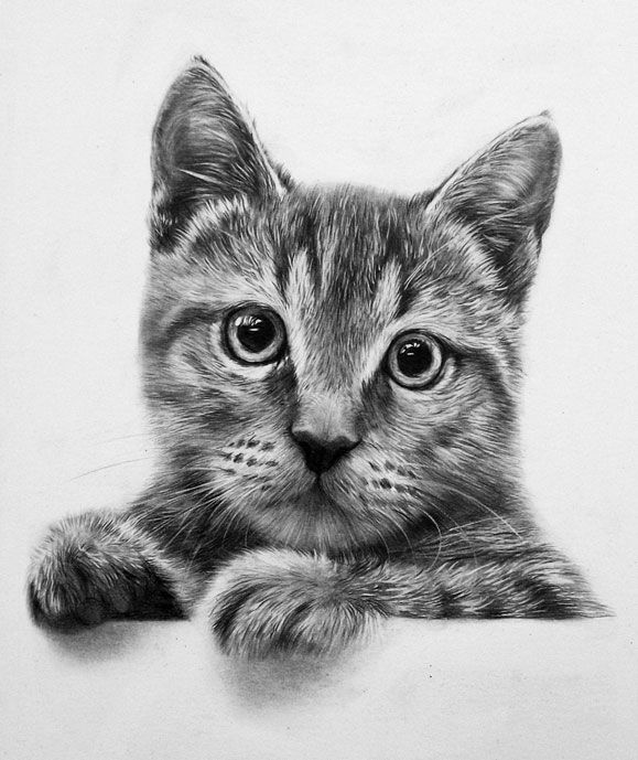 579x689 Cat - Cat Pencil Drawing