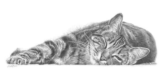 570x260 tabby cat picture pencil drawing cat art cat print gift for etsy - Cat Pencil Drawing