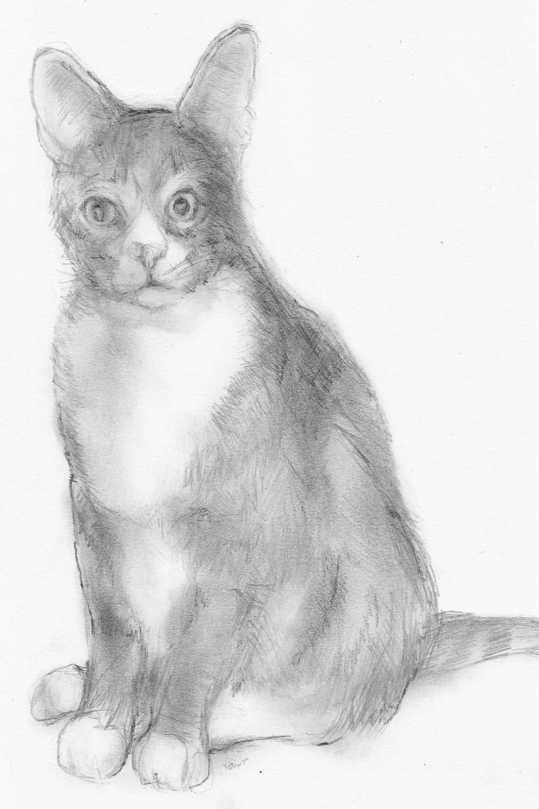 770x1155 Murray Myler Cat Pencil Drawing On Paper Drawing - Cat Pencil Drawing