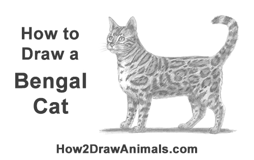 500x315 How To Draw A Cat - Cat Pictures Drawing