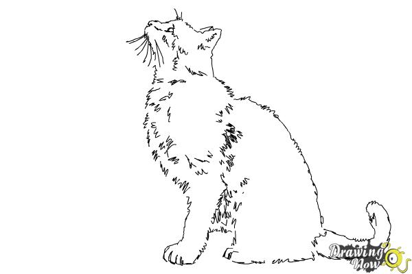 600x400 How To Draw A Cat Profile - Cat Pictures Drawing