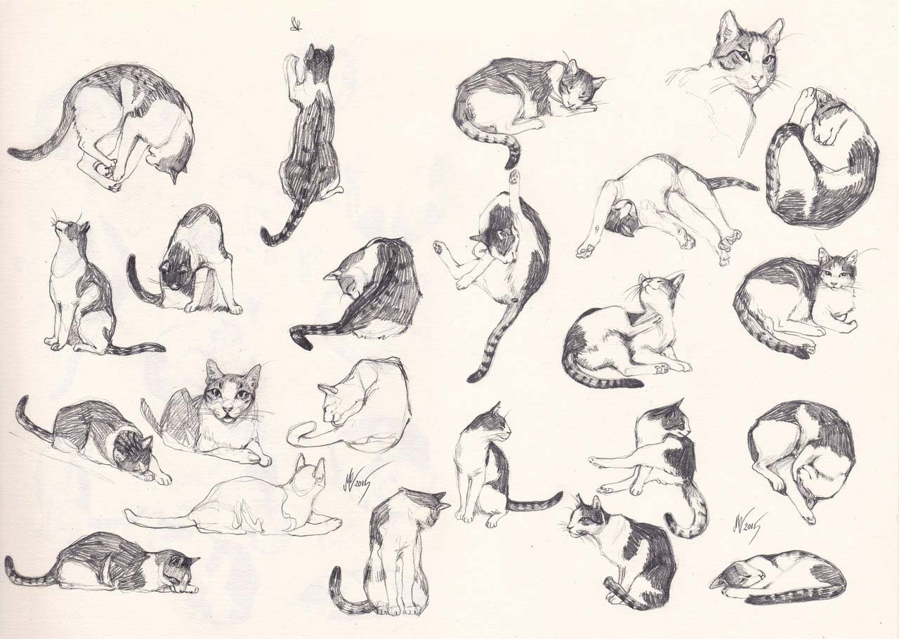 1280x910 Cat Drawing Reference And Sketches For Artists - Cat Pictures Drawing