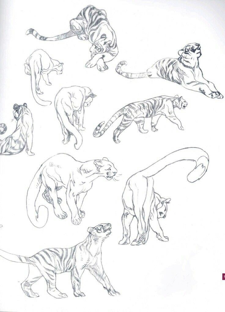 drawing cat poses