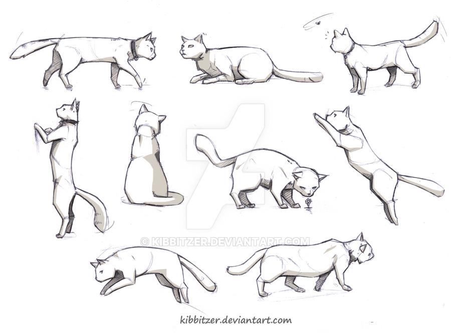 900x664 Cat Reference - Cat Poses Drawing