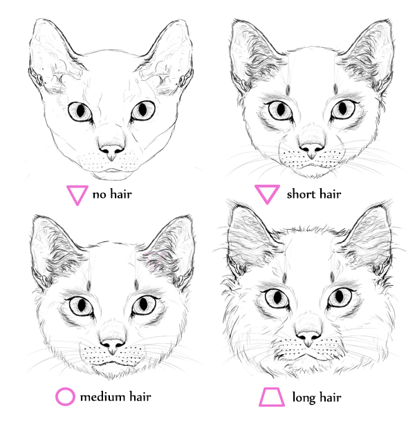 600x613 How To Draw Animals Cats And Their Anatomy - Cat Poses Drawing