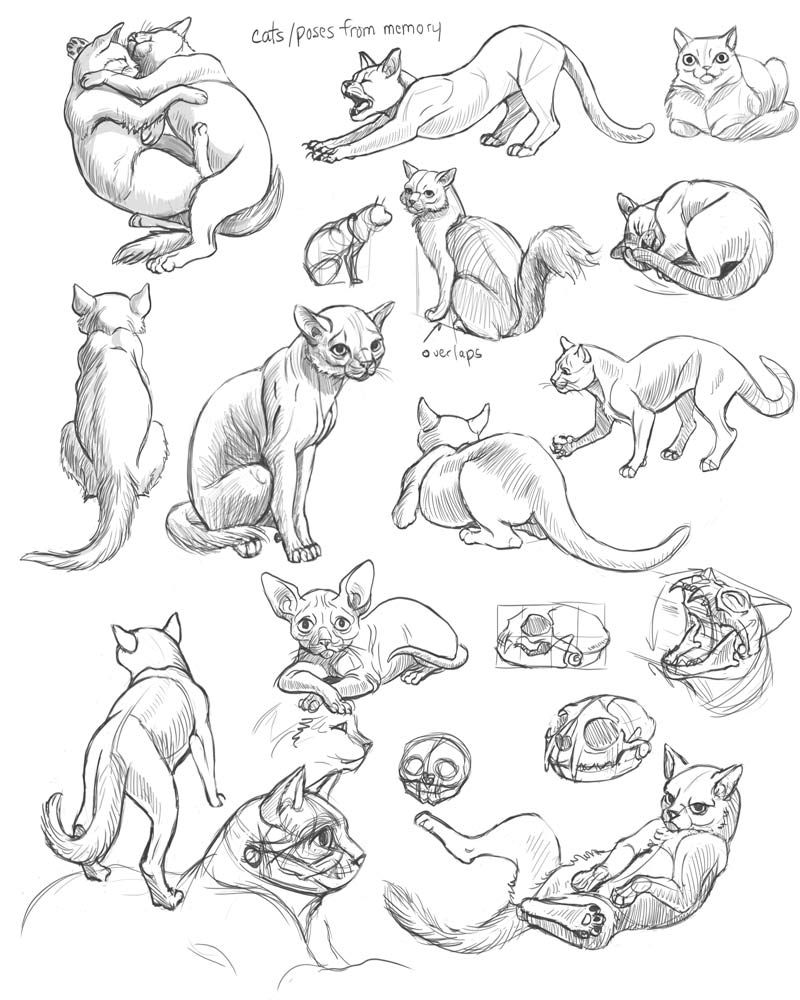 animal poses drawing