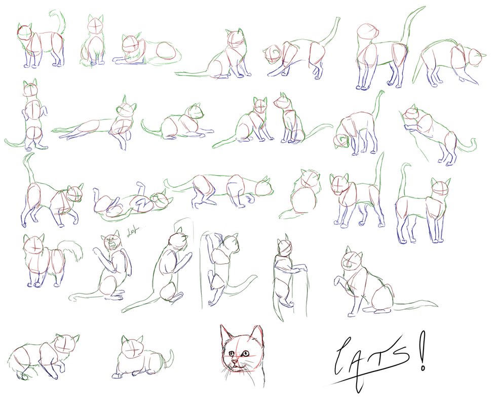 979x816 Cat Skeleton Drawing - Cat Poses Drawing