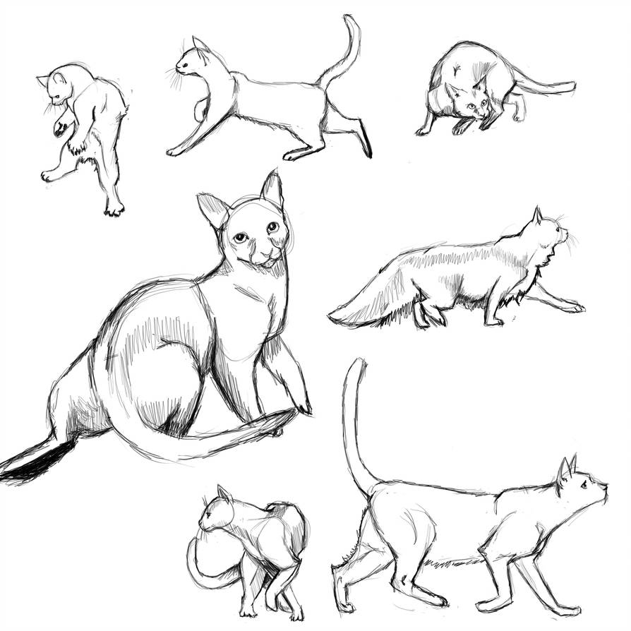 894x894 Cat Poses - Cat Poses Drawing
