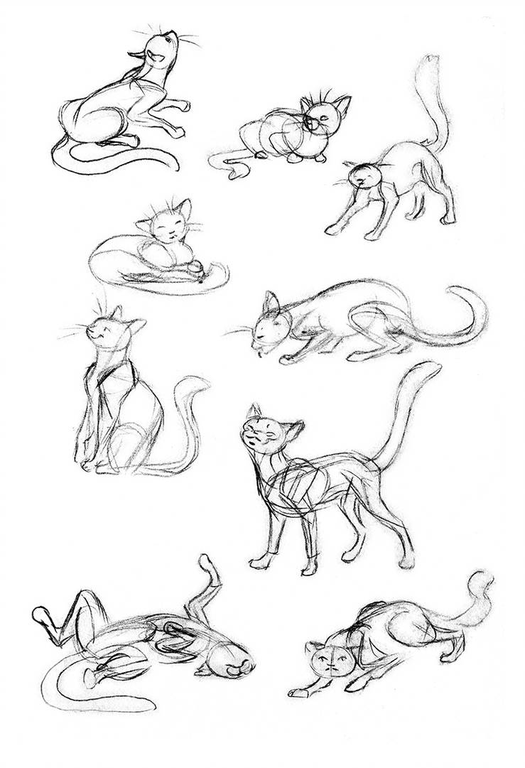 Cat Sketch Poses - Cat Poses Drawing. 