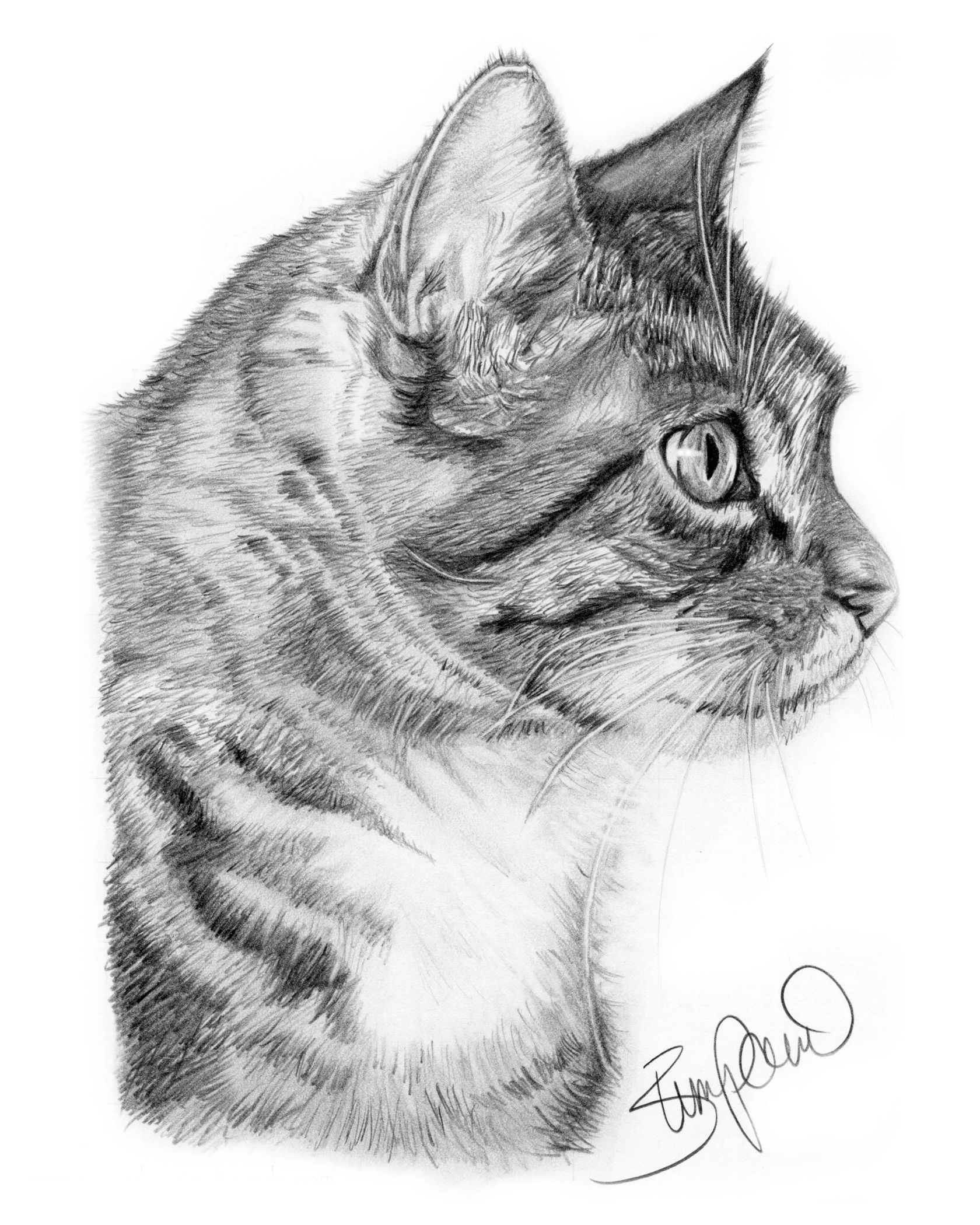 1680x2100 Cat Profile Pencil Drawing - Cat Profile Drawing