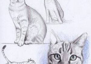 300x210 Drawing A Cat Profile Best Drawing Cats Images In Draw - Cat Profile Drawing