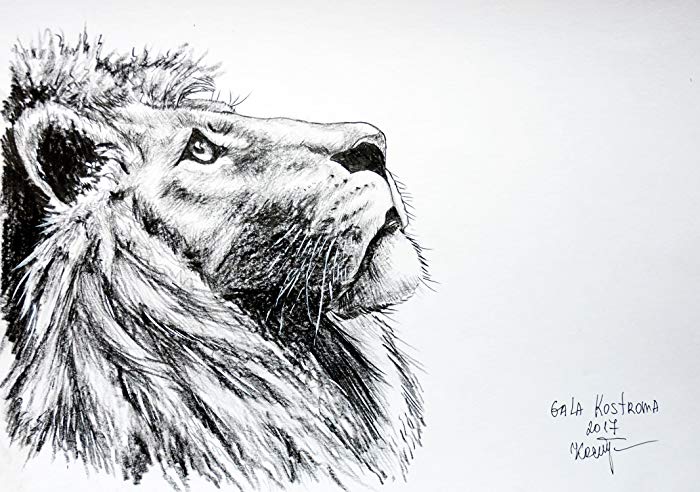 700x492 Profile Drawing Lion For Free Download - Cat Profile Drawing
