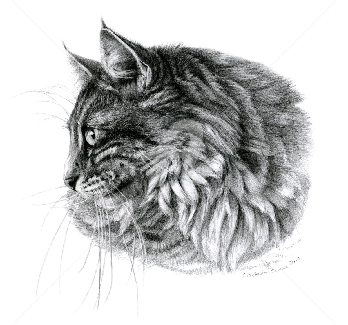 1200x1120 Norvegian Cat Portrait Drawing - Cat Profile Drawing