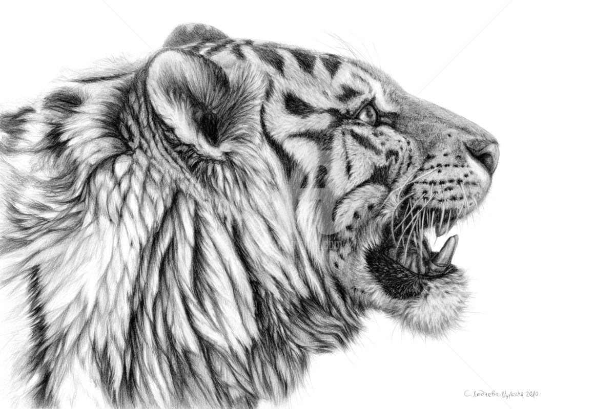1200x799 White Tiger Profile Drawing - Cat Profile Drawing