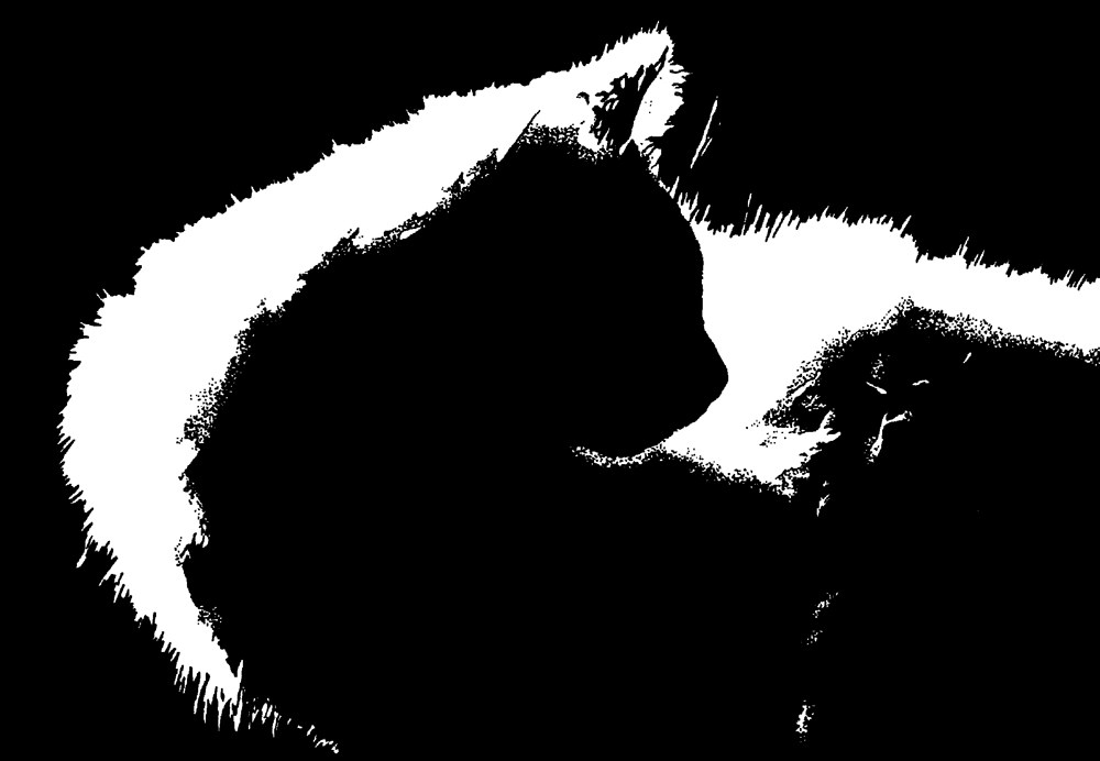 1000x692 Ink Drawing Of Profile Of Cat Archives The Creative Cat - Cat Profile Drawing