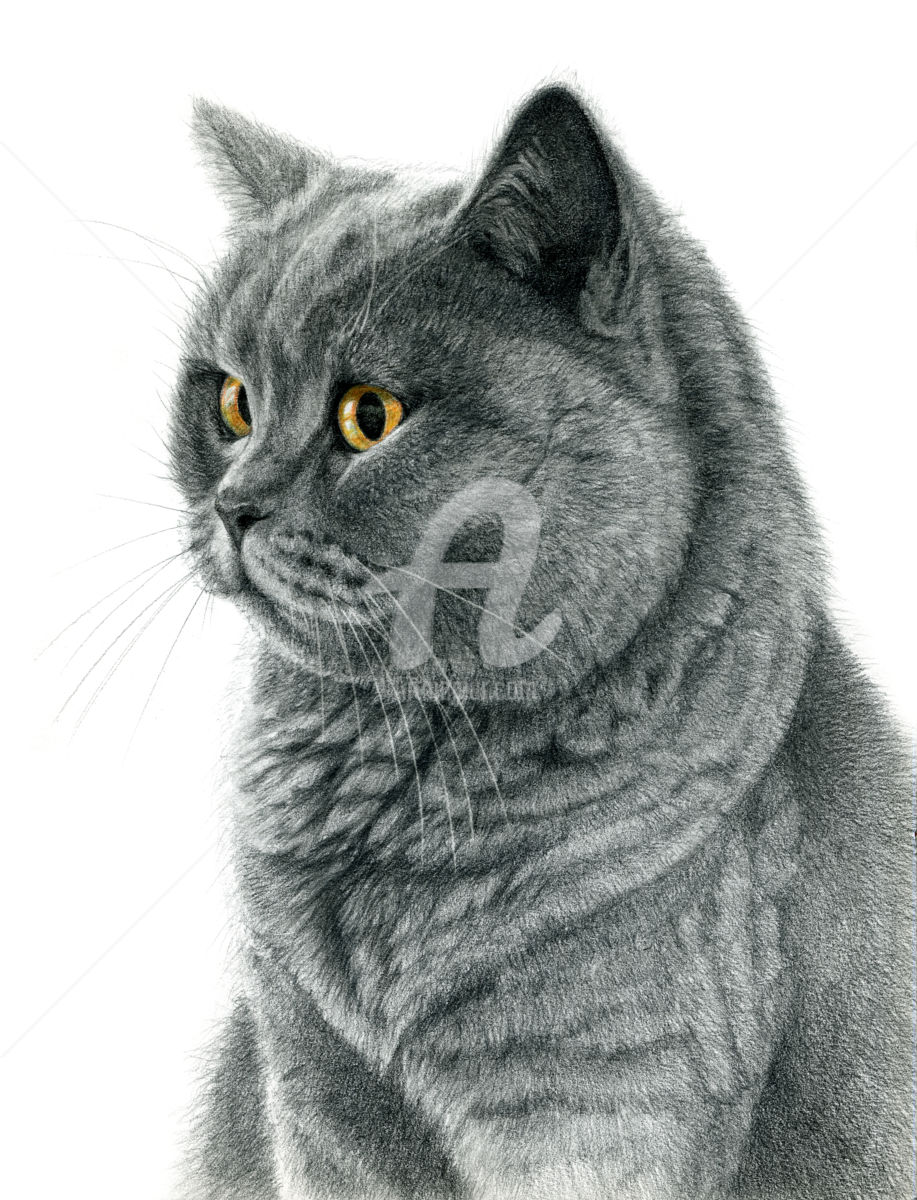 Cat Profile Drawing at PaintingValley.com | Explore collection of Cat