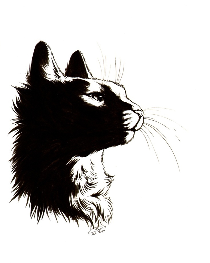 734x920 Shadow Cat, An Art Print - Cat Shadow Drawing