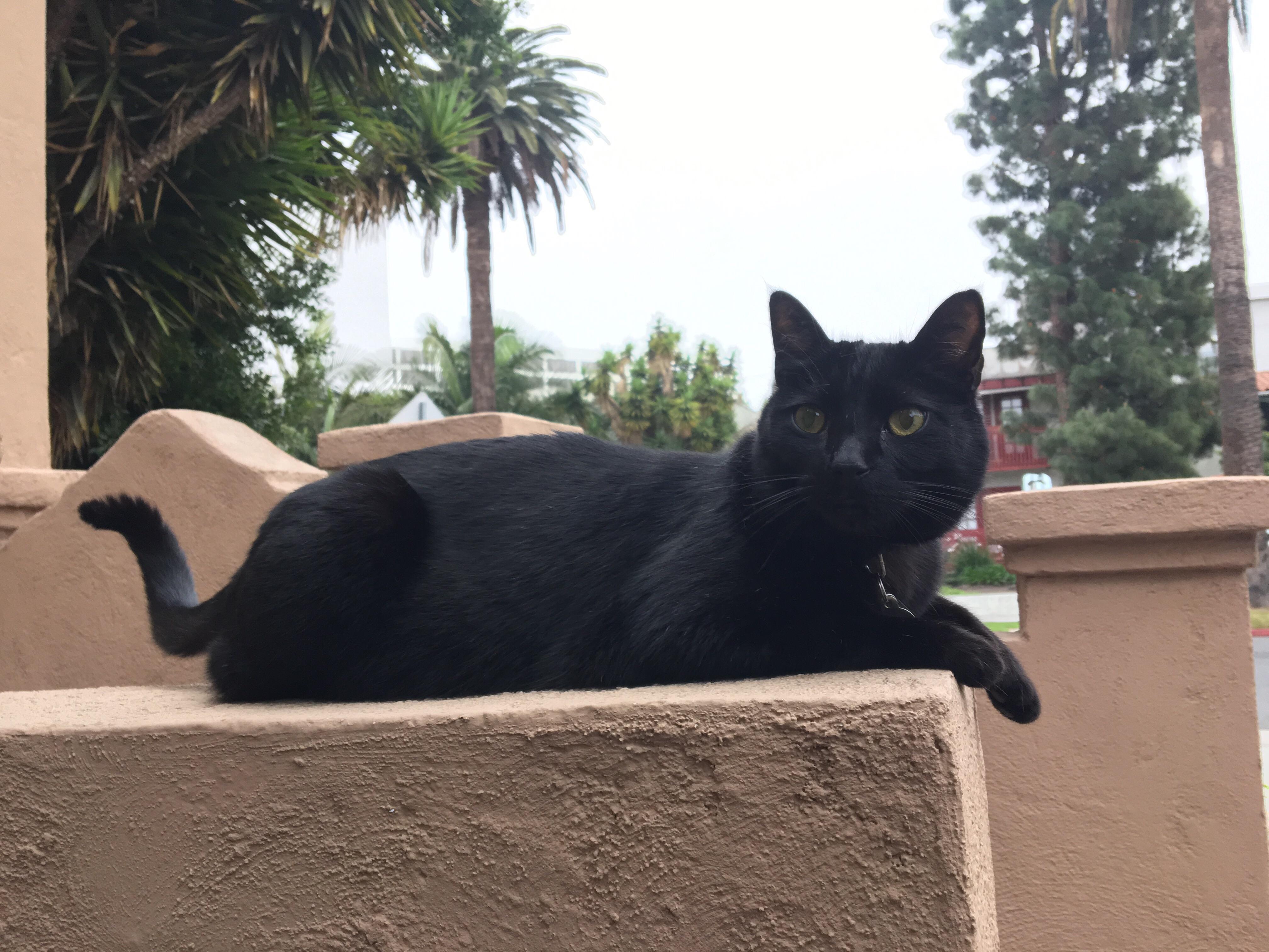 4032x3024 Anyone Up For Drawing My Neighbor's Cat Shadow Redditgetsdrawn - Cat Shadow Drawing