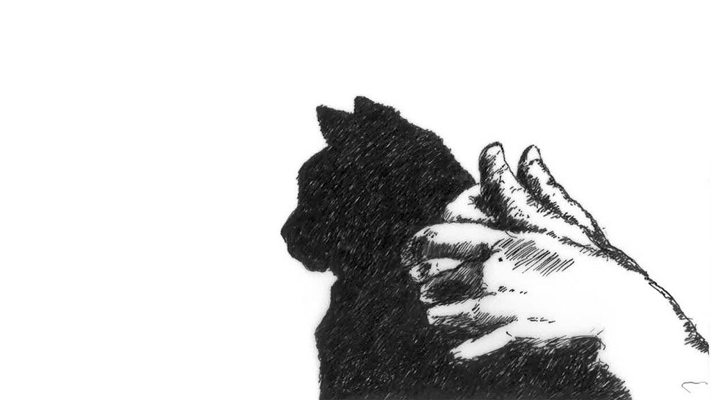 1024x576 Beware The Cat - Cat Shadow Drawing