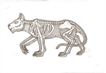 360x250 Cat Skeleton - Cat Skeleton Drawing