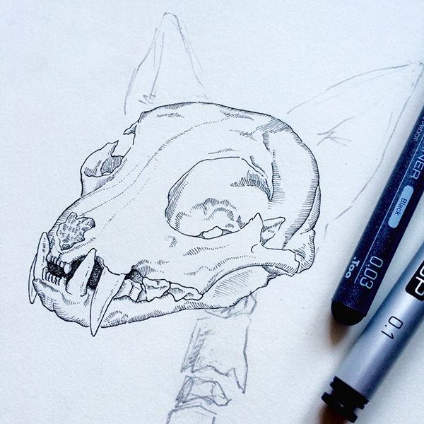 600x600 cat skeleton on wacom gallery - Cat Skeleton Drawing