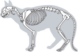 272x183 How To Draw Animals Feltmagnet - Cat Skeleton Drawing