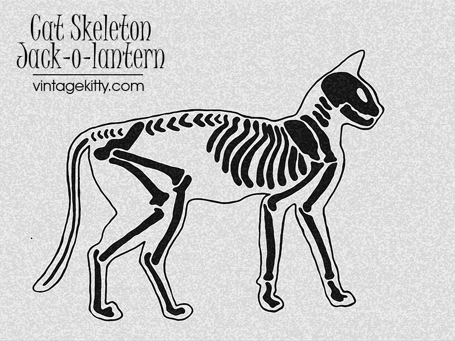 Cat Skeleton Drawing at Explore collection of Cat