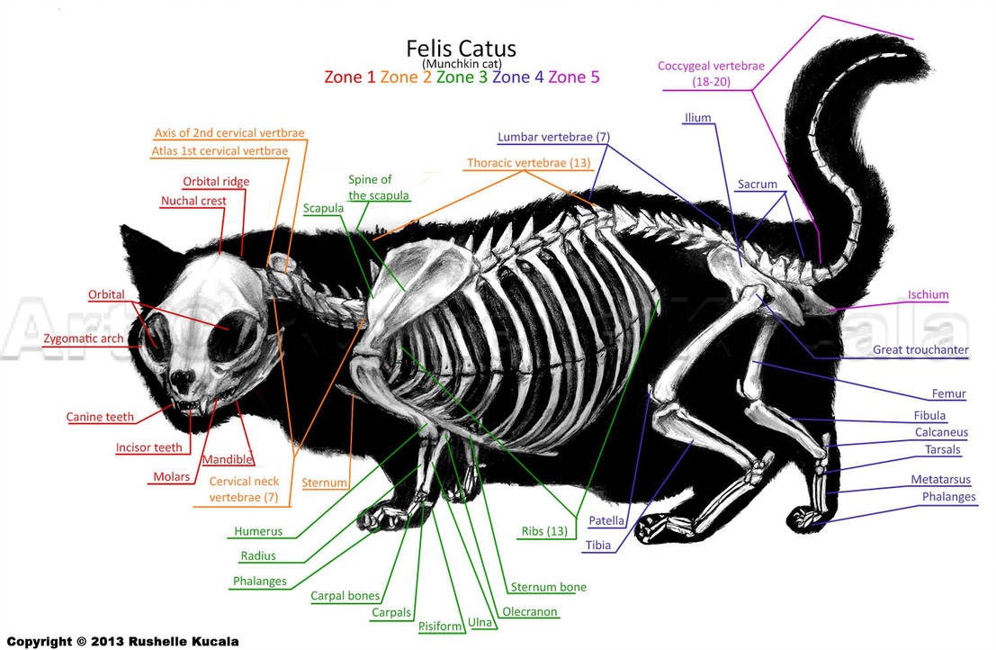 1107x722 Munchkin Cat Skeleton Anatomy - Cat Skeleton Drawing