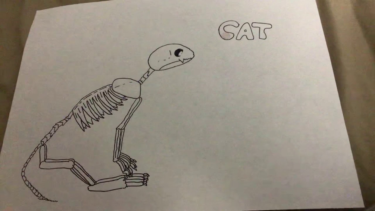 1280x720 My Drawing Of A Cat Skeleton - Cat Skeleton Drawing