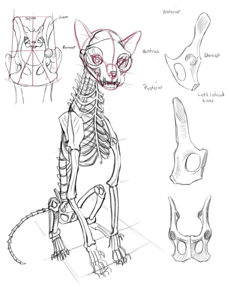 Cat Skeleton Drawing at PaintingValley.com | Explore collection of Cat ...