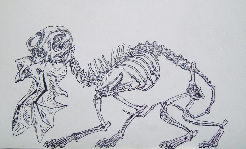 Cat Skeleton Drawing at PaintingValley.com | Explore collection of Cat ...